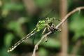 Ophiogomphus cecilia